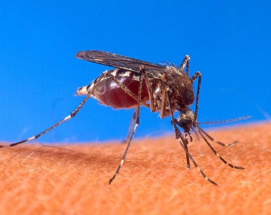 5 cose che forse non sai sulle zanzare