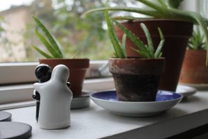 5 piante per purificare l'aria di casa