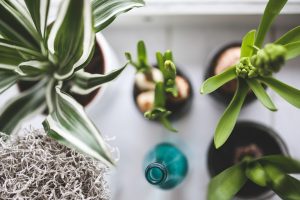 3 piante per purificare l'aria di casa