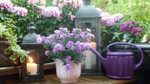 5 piante per purificare l'aria di casa