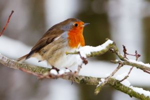 Come fanno gli uccelli che non migrano a difendersi dal freddo?